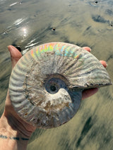 ~1.5lb Large Opalized Ammonite Fossil from Madagascar