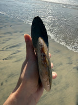 ~1.5lb Large Opalized Ammonite Fossil from Madagascar
