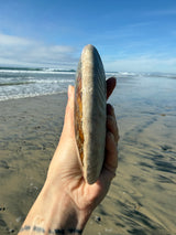 ~1.5lb Large Opalized Ammonite Fossil from Madagascar