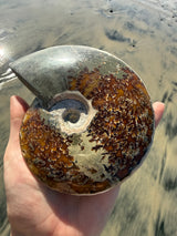 ~1.5lb Large Opalized Ammonite Fossil from Madagascar