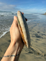 ~1.5lb Large Opalized Ammonite Fossil from Madagascar