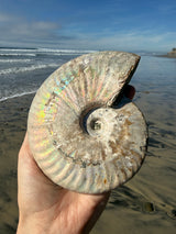 ~1.5lb Large Opalized Ammonite Fossil from Madagascar