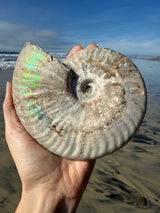 ~1.5lb Large Opalized Ammonite Fossil from Madagascar