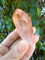 Lotus Quartz 4: Ally