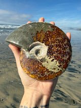 ~1.5lb Large Opalized Ammonite Fossil from Madagascar