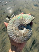 ~1.5lb Large Opalized Ammonite Fossil from Madagascar