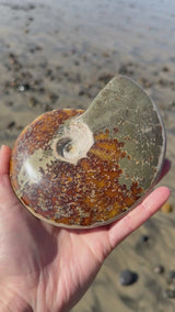 ~1.5lb Large Opalized Ammonite Fossil from Madagascar