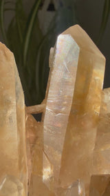1+lb Smoky/Tangerine Lemurian Cluster: rare Twin Flame + Portal formations