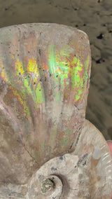 ~1.5lb Large Opalized Ammonite Fossil from Madagascar