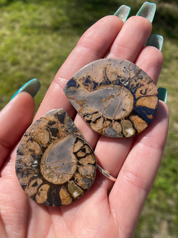 Ammonite with HEMATITE Fossil PAIR from Morocco, Natural Crystal, Natural Mineral, fossil, ammonite, silver ammonite, hematite ammonite