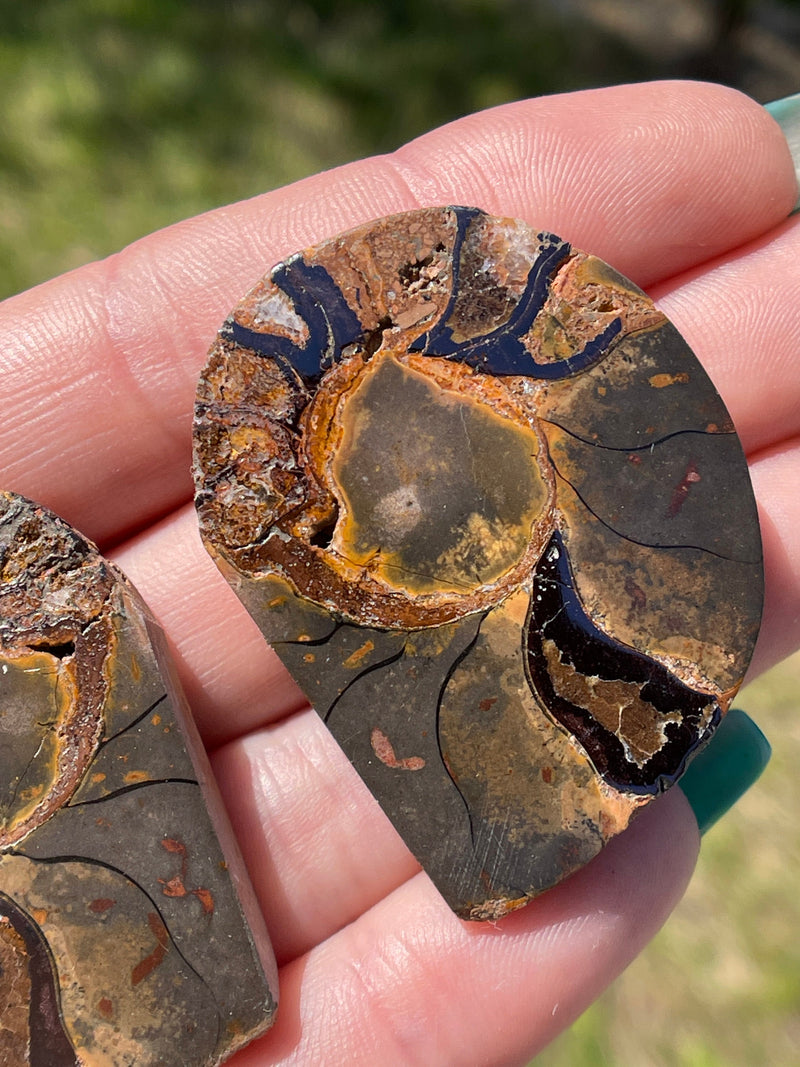 Ammonite with HEMATITE Fossil PAIR from Morocco, Natural Crystal, Natural Mineral, fossil, ammonite, silver ammonite, hematite ammonite